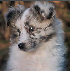 Image of our Shetland Sheepdog Bridget as a puppy
