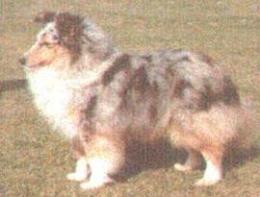 Lythwood shelties hot sale